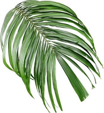 tropical green palm leaf isolated on transparent for summer