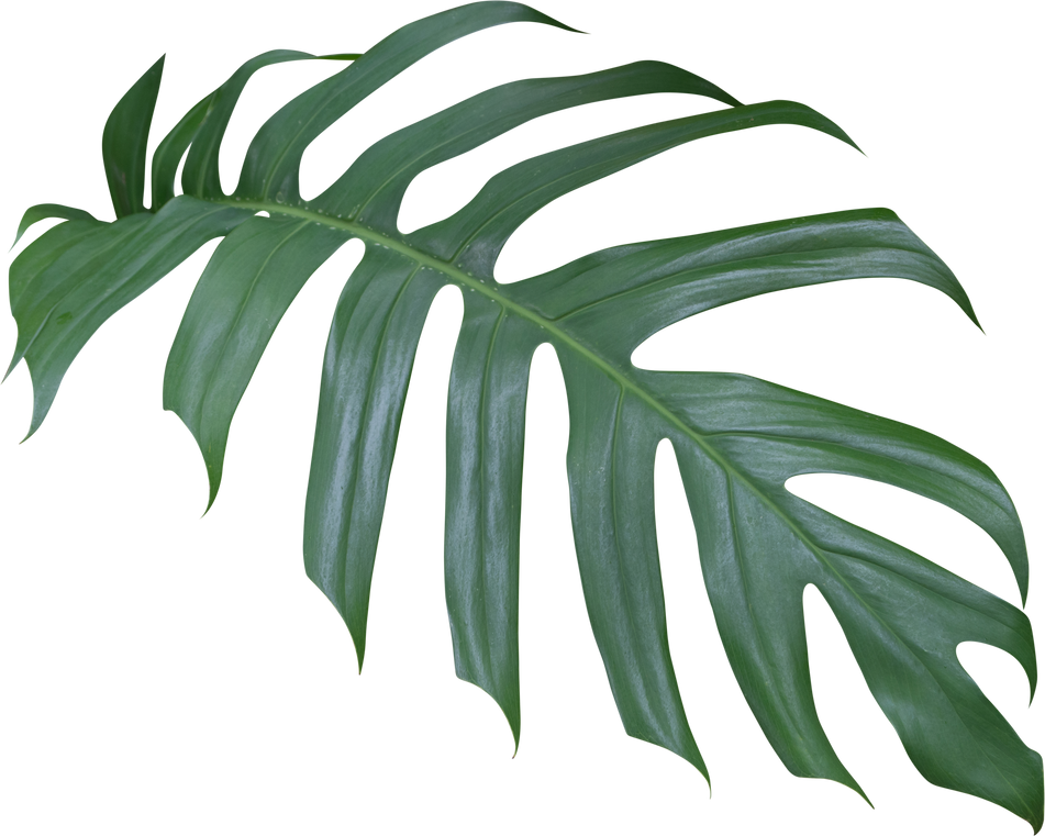 Monstera Deliciosa Plant