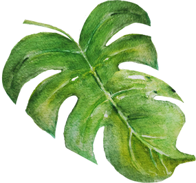 Palm Leaf