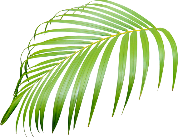 Palm Tree Leaf on Background Png File