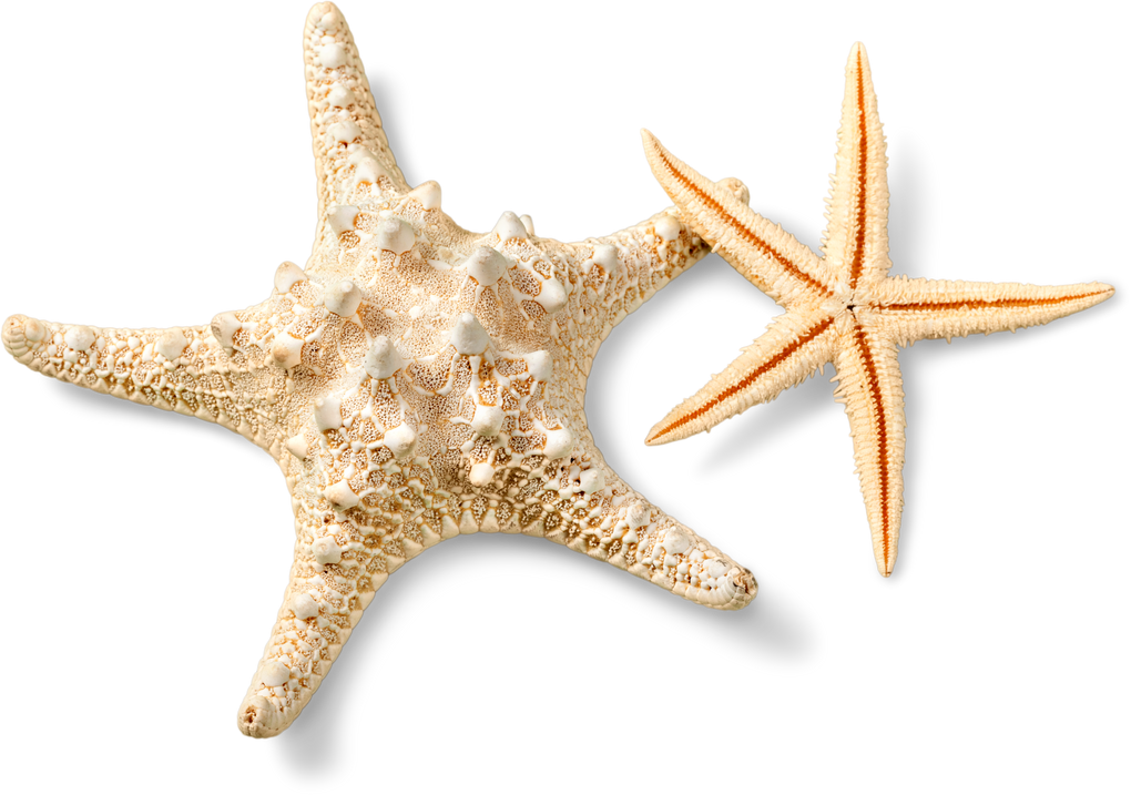 Starfish Isolated